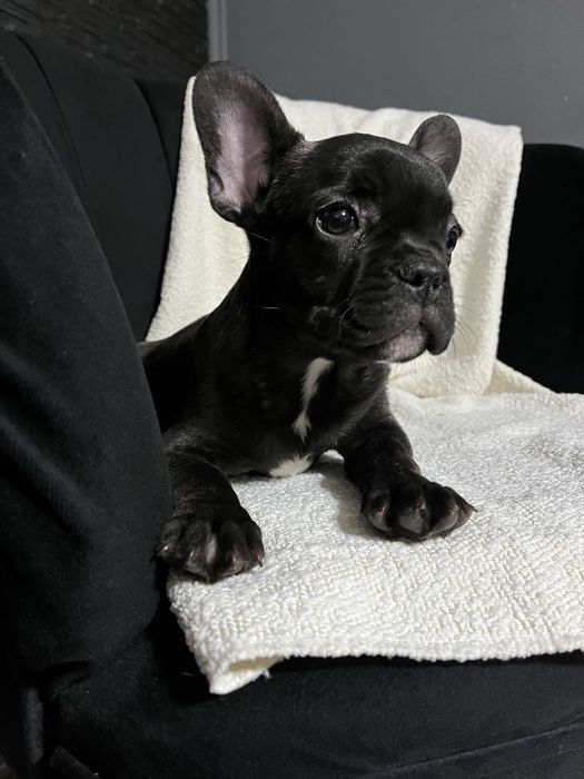 Buldog Francez Mascul – 11 săptămâni