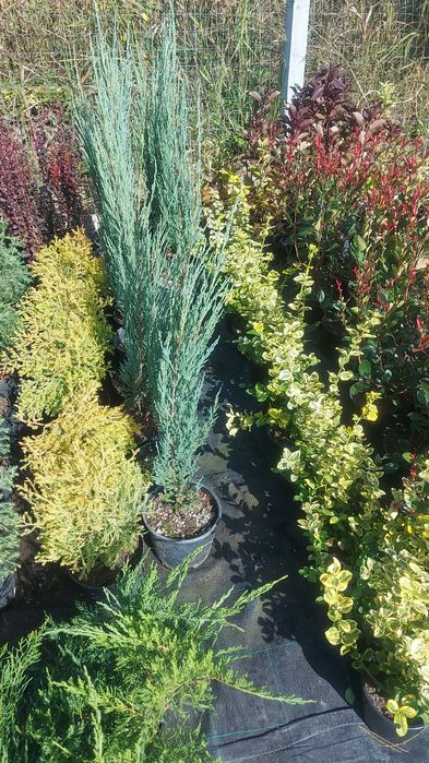 Plante ornamentale , berberis , jenupar , weigela , photinia litle red