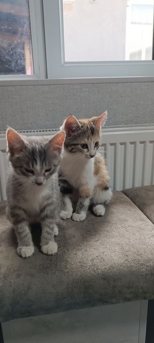 Отдам котят в хорошие руки мальчик и девочка