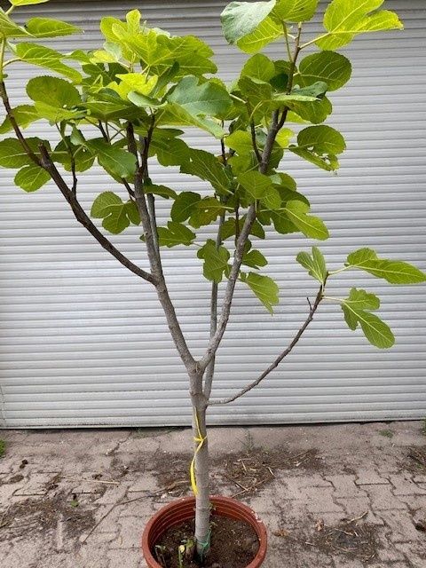 Smochin La Ghiveci (Toate Soiurile)