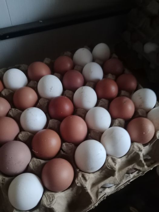 Домашние яйца доставка