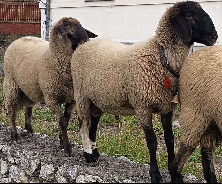 Vând 2 berbecuți,  berbeci de anul acesta, 2025