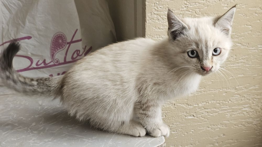 Мушукчалар сотилади