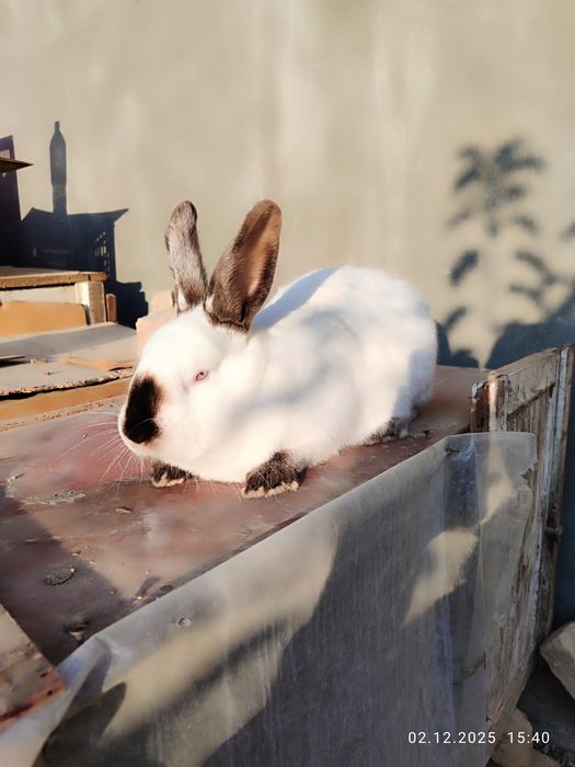 Kaliforniya quyonlari sotiladi