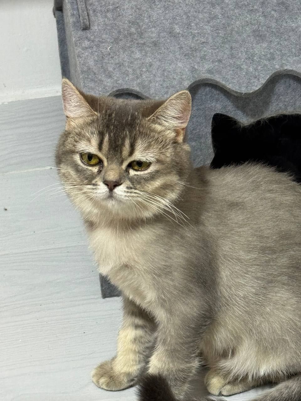 Продаётся котёнки