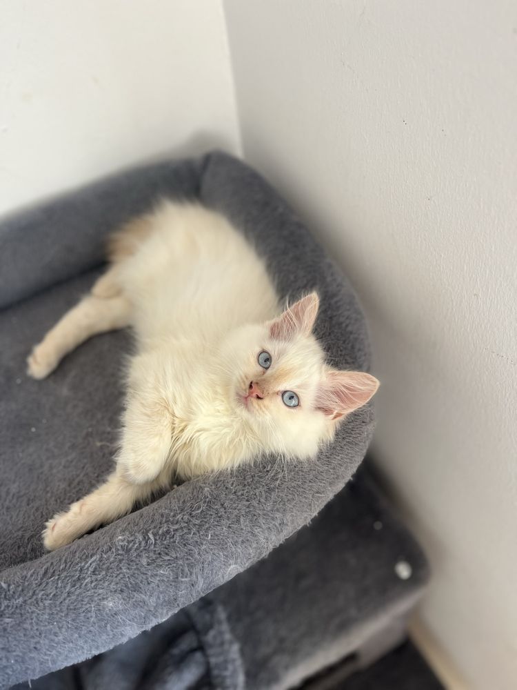 Mascul Ragdoll flame point