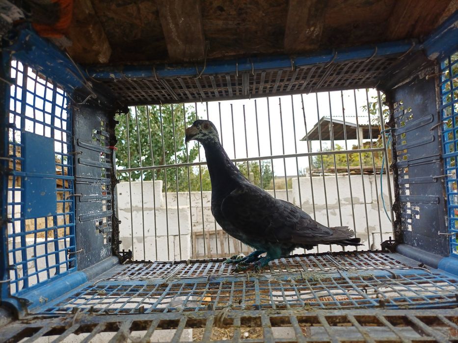 Porumbei duduros