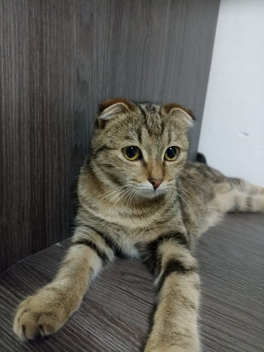 Отдам в хорошие руки