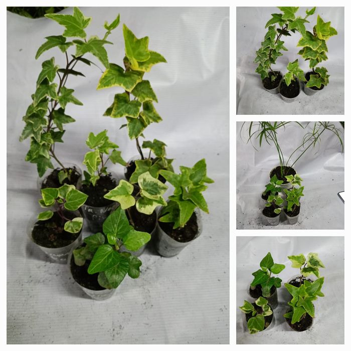 Продам цветы комнатные