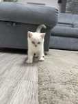 Pui de British Shorthair