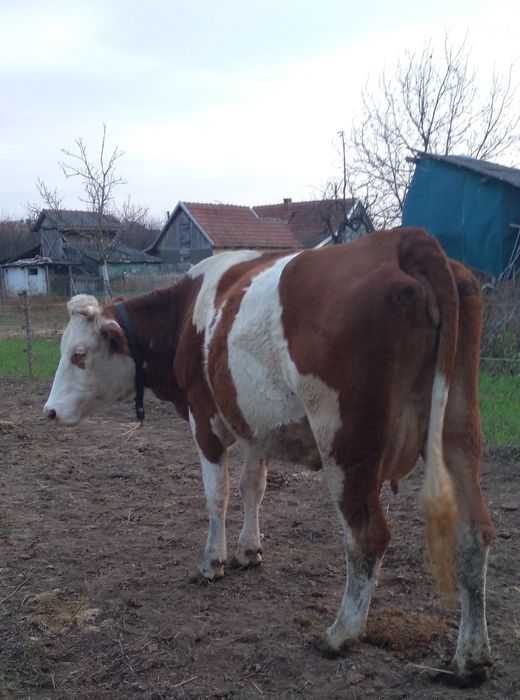 Vacă bună de Vînzare