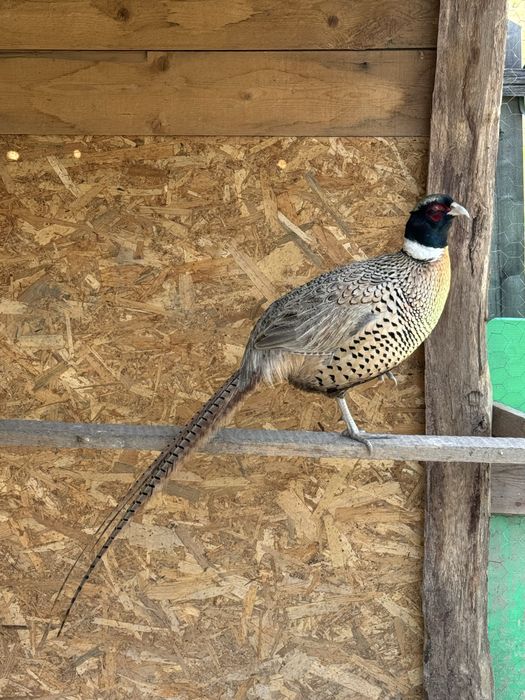 Fazani comuni si tenebros