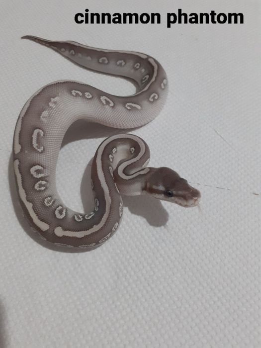 Pui piton regal phyton ball