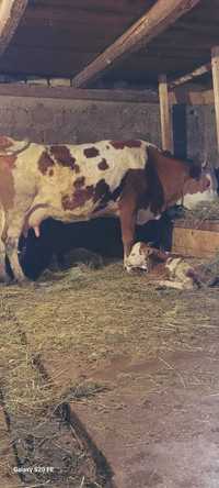 Vând vaca fatata recent foarte bună de lapte are vitica baltata