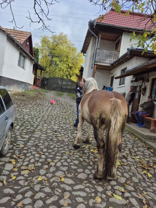 De vânzare cal castrat