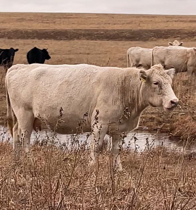 Продам коров телок аулиеколькой породы