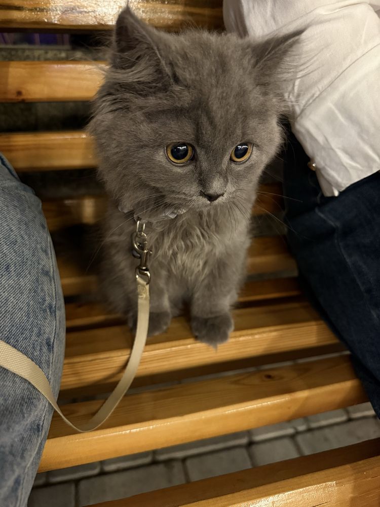 Скоттиш страйт хейлант