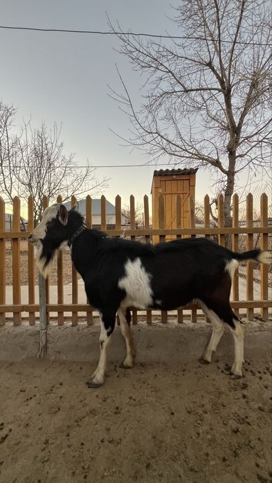 Теке 2 жасар семіз