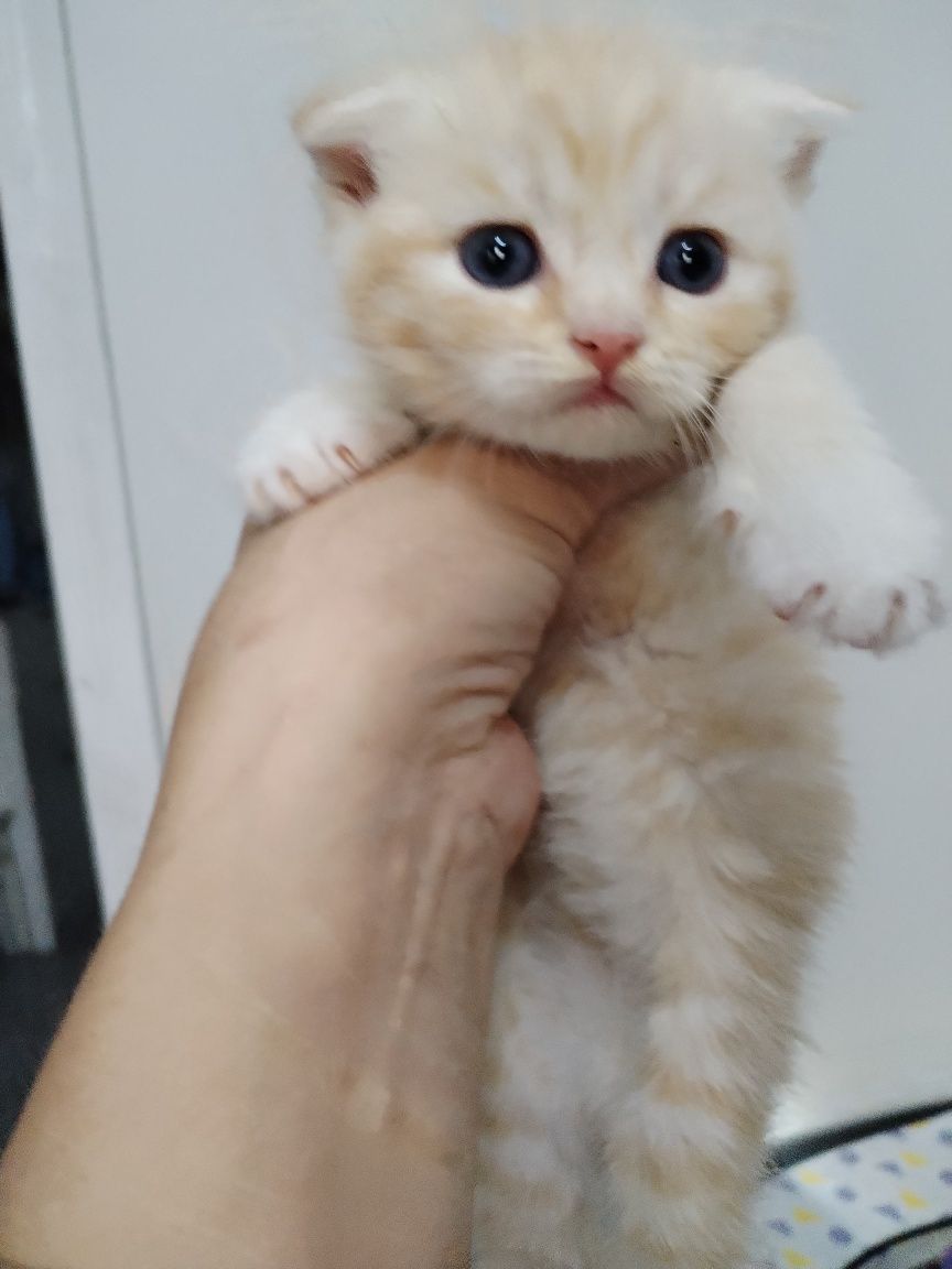 Котенок скотиш фолд