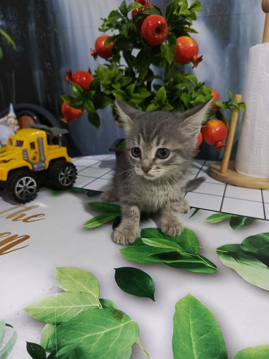 Отдадим котенка - 1,5мес, очень красивая.