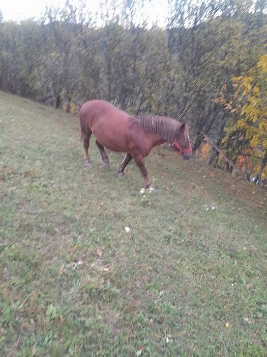 Vând iapa  de 6-7ani