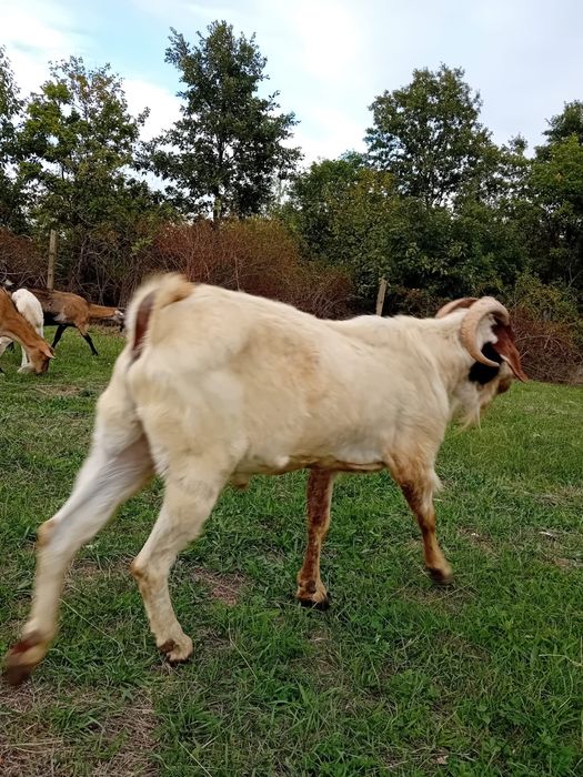 Vand țap Boieru original