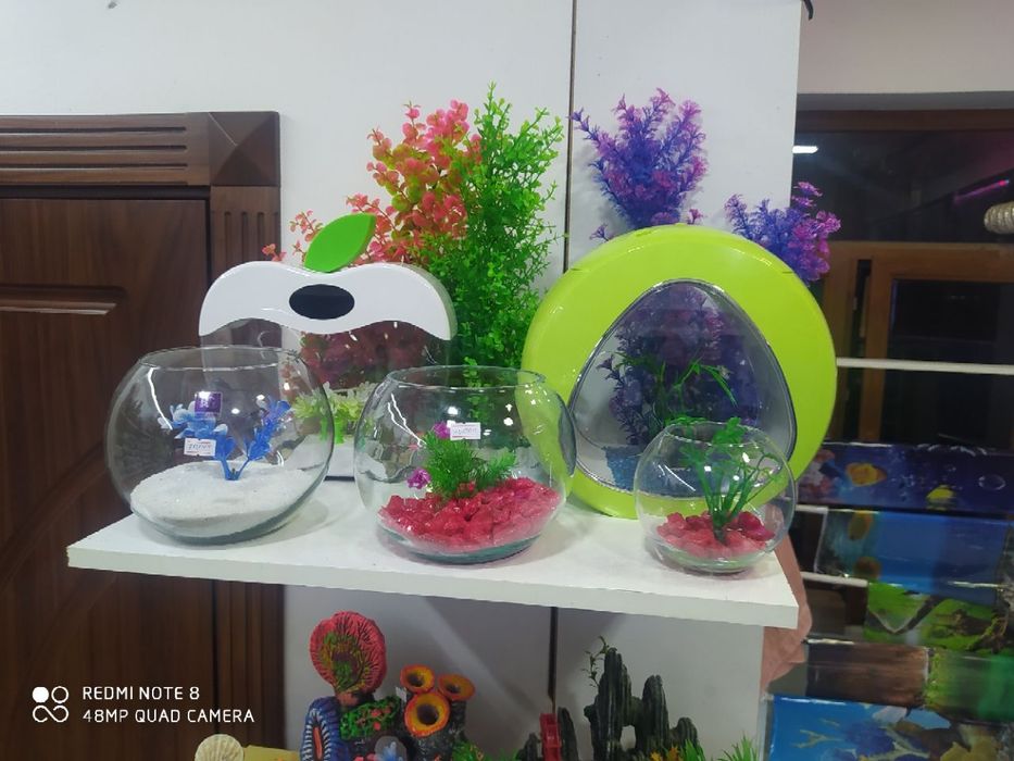 Dumaloq akvarium 2 litr dan 10 litrgacham