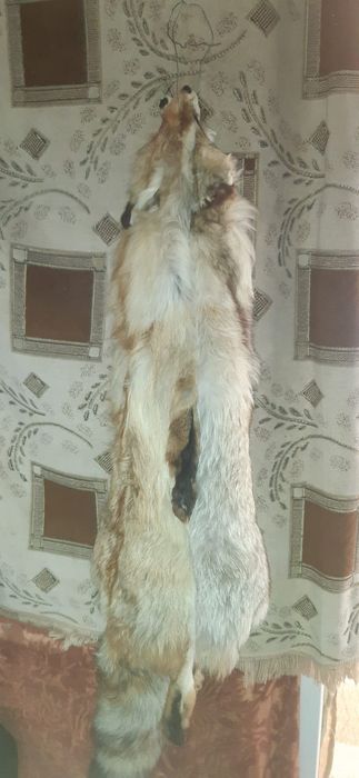 Лисьи шкурки продам.