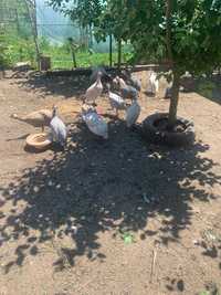 Păsări de curte ouătoare