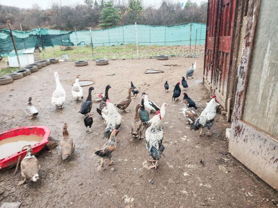 Всякакви видове пернати