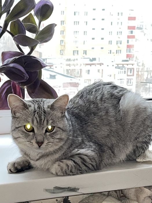 Породу не знем все необходимо есть всех отдам