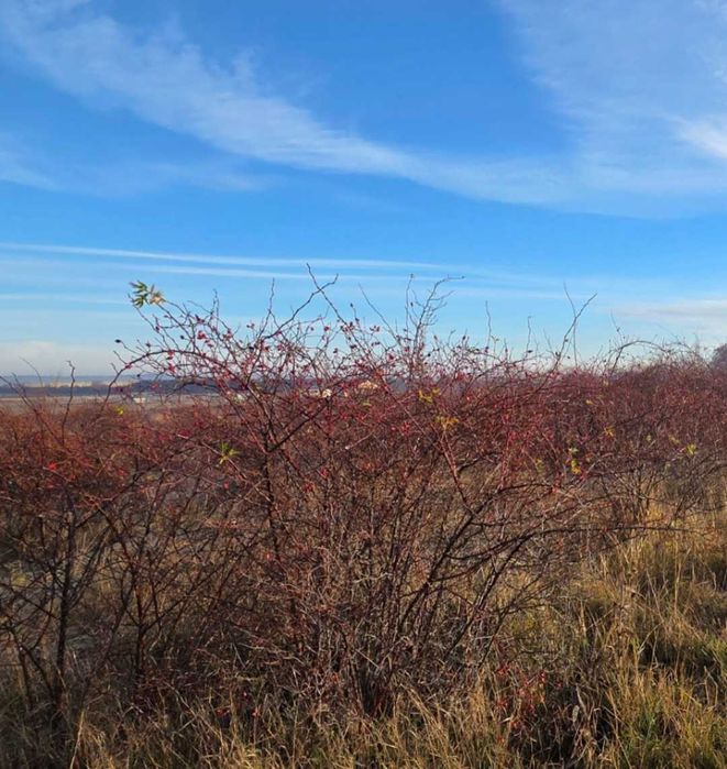 Teren 5 755 mp intravilan de vanzare urgent 8 Euro per metru patrat