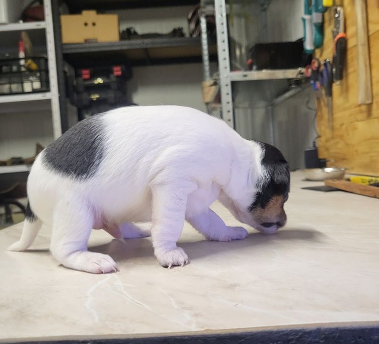 Пинчери сърнист бял