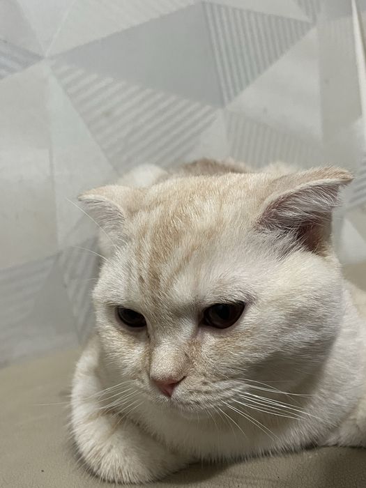 Продается вислоухий кот