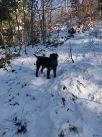 Caine Jagd terrier