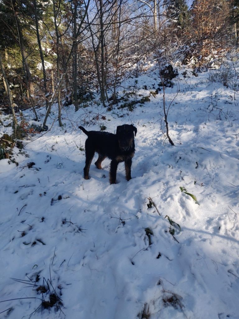 Caine Jagd terrier