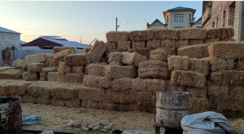 Сомон прес Somon press