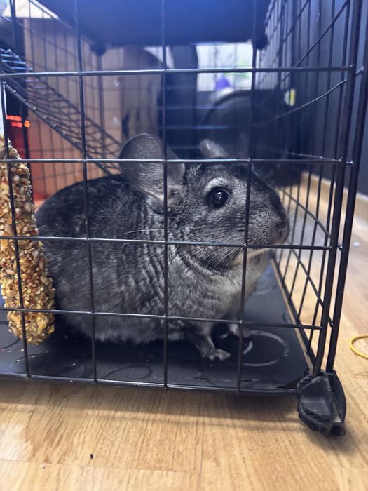 Chinchilla pui si adult