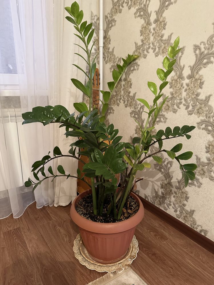 Продается замиокулькас