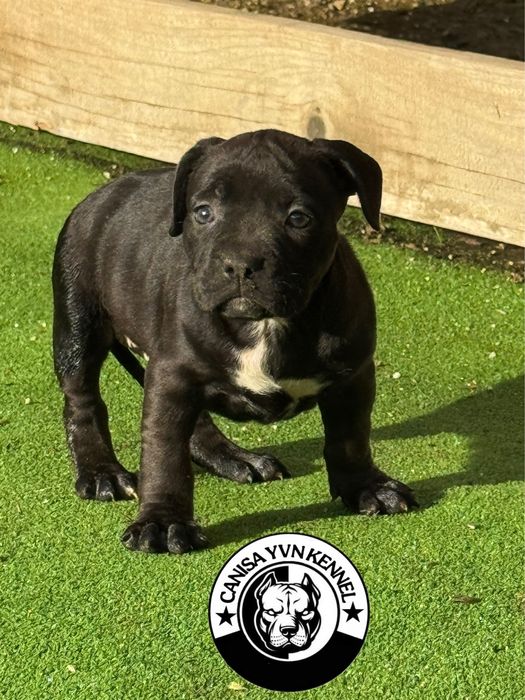 Femela amstaff neagra