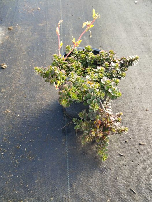 Зелени приятели за дома – сукуленти само по 6 лв! Зарадвайте себе си