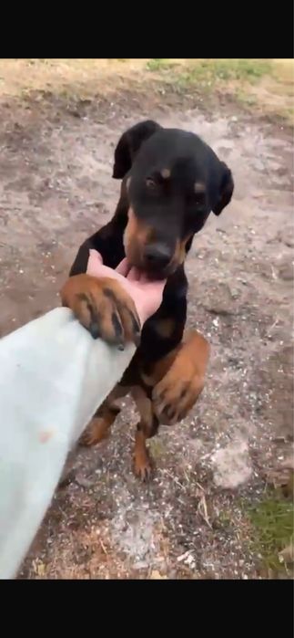 Donez catelusa copoi ardelenesc