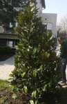 Vand plante ornamentale