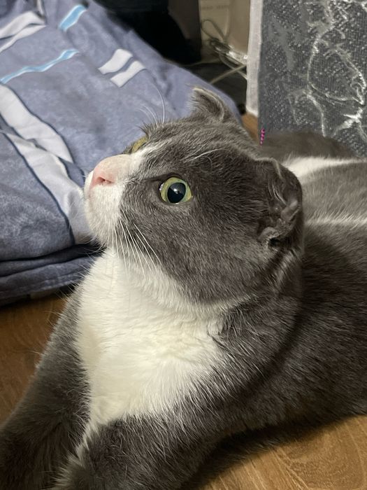 Отдам даром кота скотиш фолд