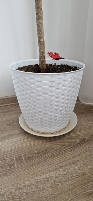 Planta exotica de apartament DRACENA