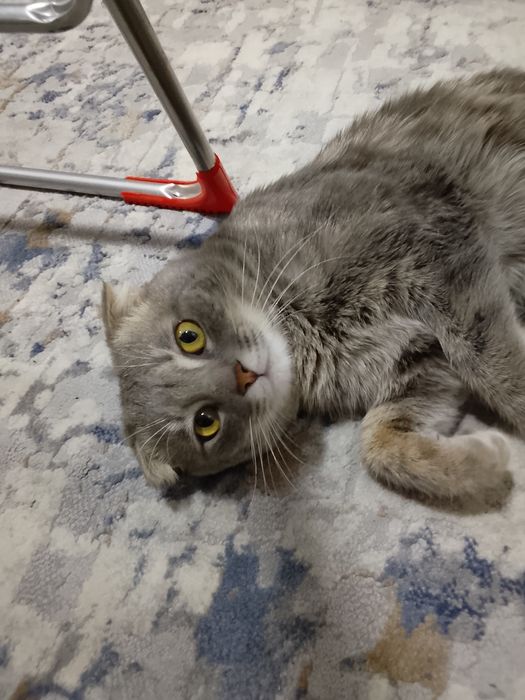 Qōshtirish uchun: scottish fold zoti 450mingdan