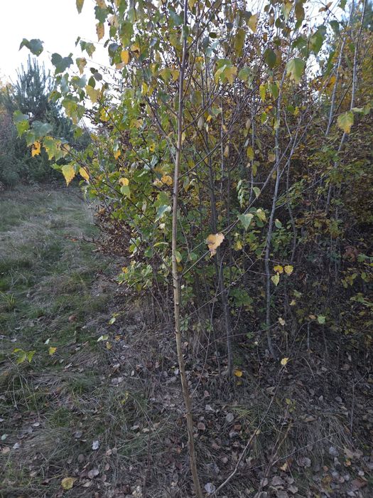 Vand mesteacan,castan,plop,frasin,brad