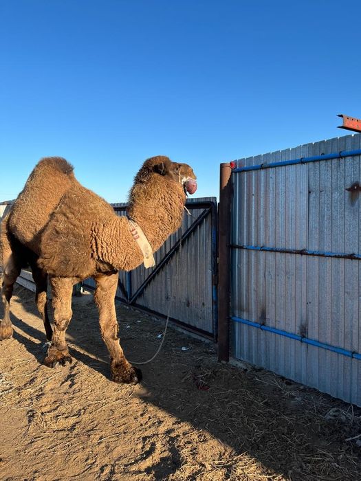 Улек  түйе  сатылады