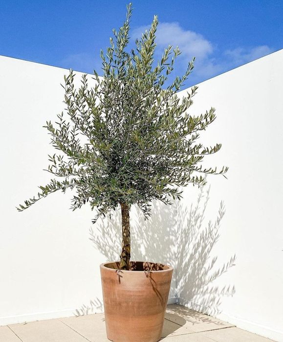 Maslin copacel olea europaea,yucca,palmieri,plante exotice ornamentale