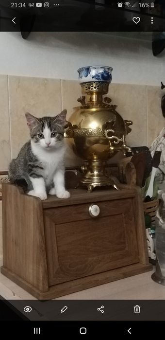 Котенок в добрые руки